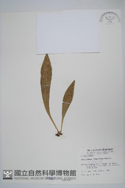 臺灣車前蕨藏品圖，第1張