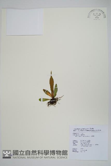 尖嘴蕨藏品圖，第1張