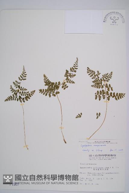 寬葉冷蕨藏品圖，第1張