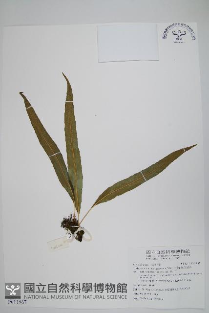 波氏星蕨藏品圖，第1張