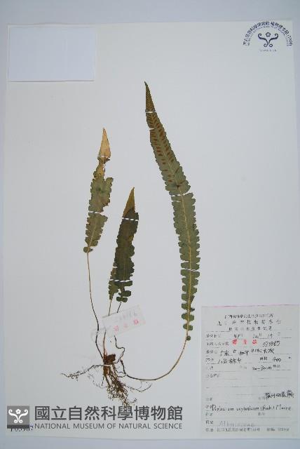 裂葉雙蓋蕨藏品圖，第1張