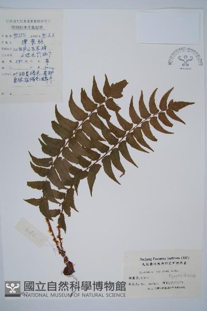 貫眾蕨藏品圖，第1張