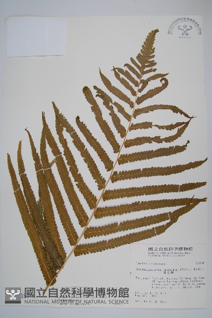 大葉毛蕨藏品圖，第1張