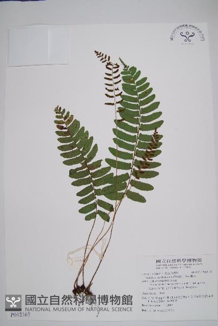 刺蕨藏品圖，第1張