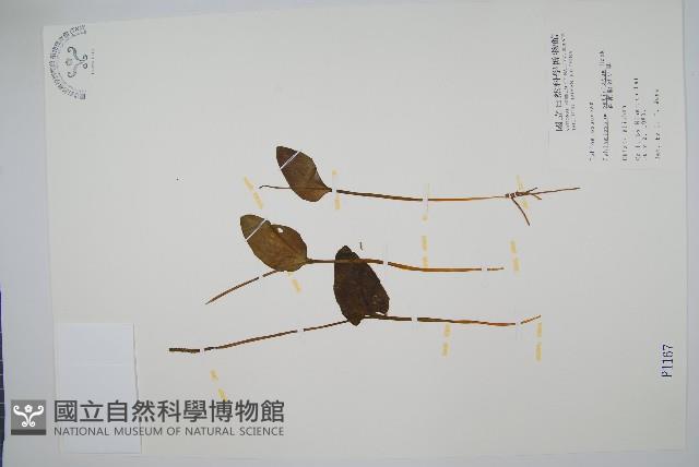 鈍頭瓶爾小草、狹葉瓶爾小草藏品圖，第1張