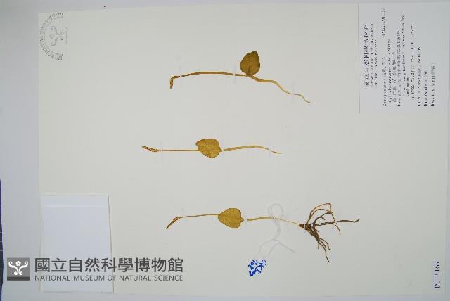 高山瓶爾小草、鈍頭瓶爾小草藏品圖，第1張