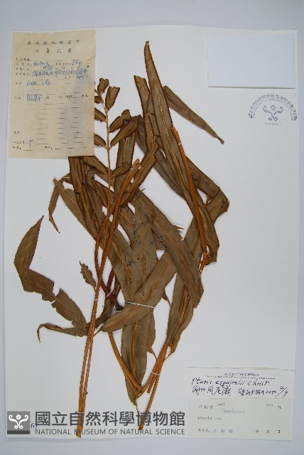 闊葉鳳尾蕨藏品圖，第1張