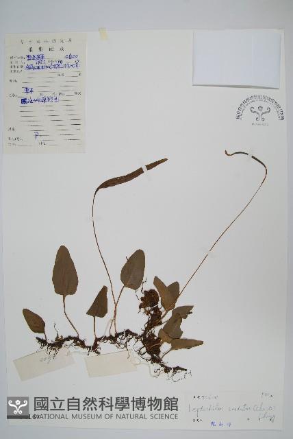 心葉薄唇蕨藏品圖，第1張