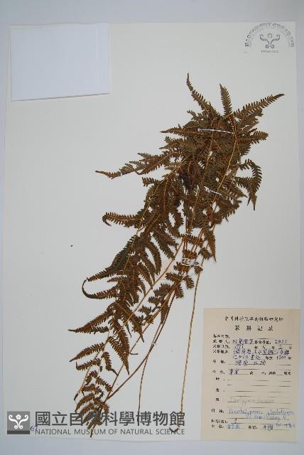 密腺副金星蕨藏品圖，第1張