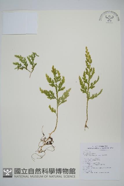 異葉卷柏藏品圖，第1張