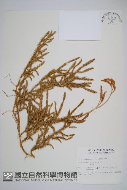 石松藏品圖，第1張