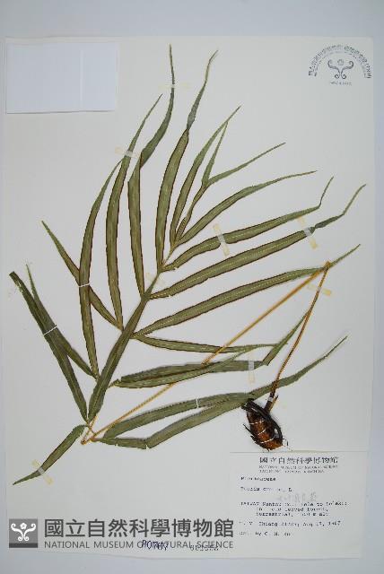 大葉鳳尾蕨藏品圖，第1張