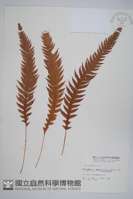 翅軸假金星蕨、短柄卵果蕨藏品圖，第1張