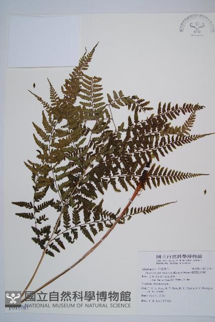 山蹄蓋蕨藏品圖，第1張