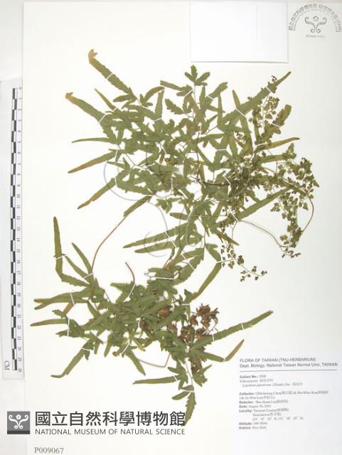 海金沙藏品圖，第1張