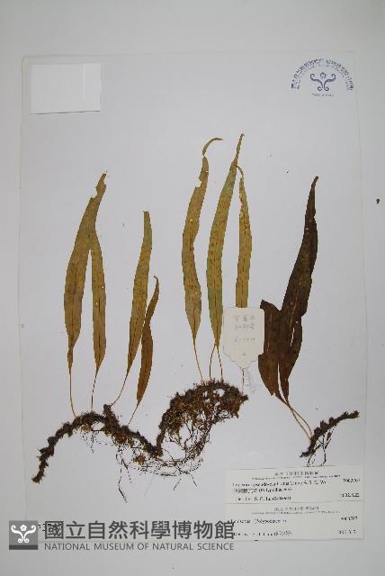 偽網眼瓦葦藏品圖，第1張