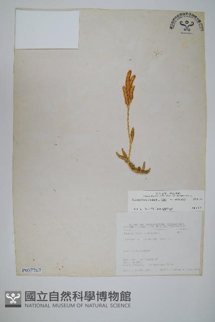 石松藏品圖，第1張