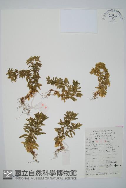 蛇足石杉、千層塔藏品圖，第1張