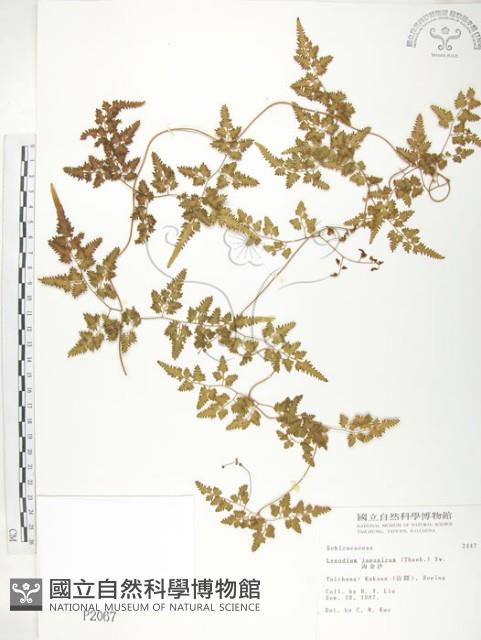 海金沙藏品圖，第1張