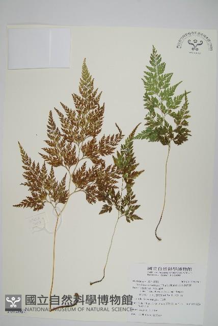 日本金粉蕨藏品圖，第1張