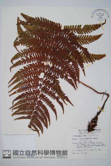 厚葉鱗毛蕨藏品圖，第1張