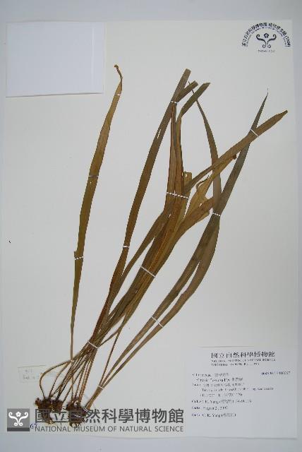 書帶蕨藏品圖，第1張