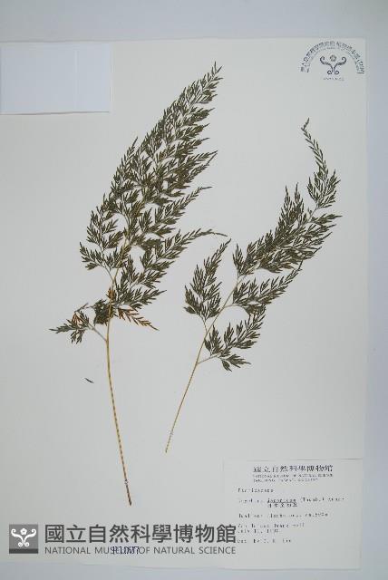 日本金粉蕨藏品圖，第1張