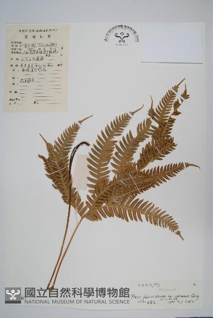 中華鳳尾蕨藏品圖，第1張