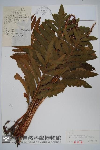 球子蕨藏品圖，第1張