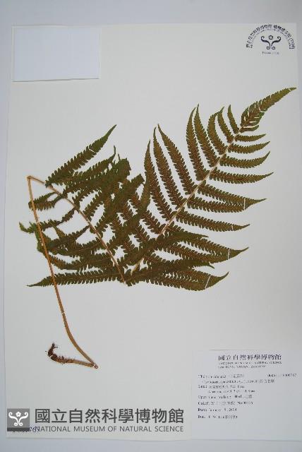 密毛毛蕨藏品圖，第1張