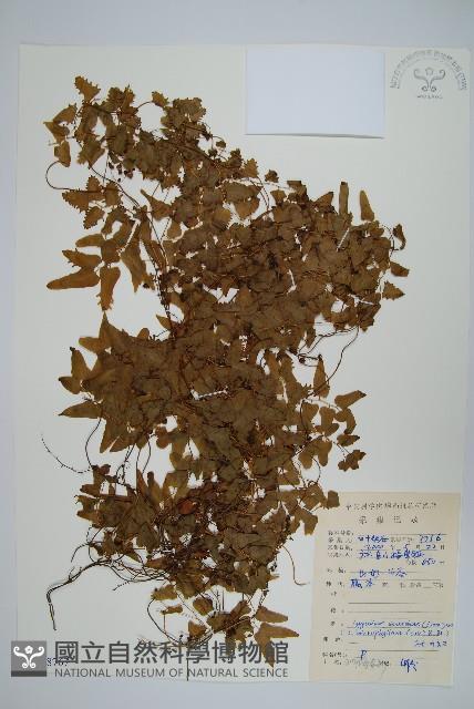 小葉海金沙藏品圖，第1張