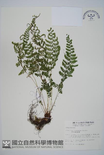 蓬萊蹄蓋蕨藏品圖，第1張