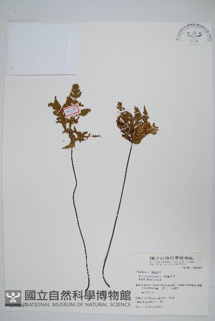 黑心蕨藏品圖，第1張