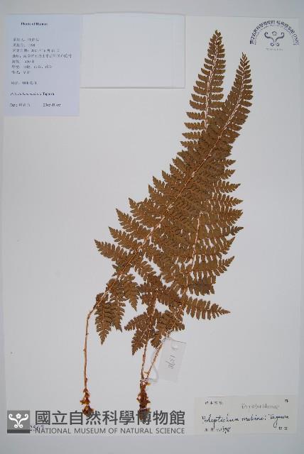 黑鱗耳蕨藏品圖，第1張