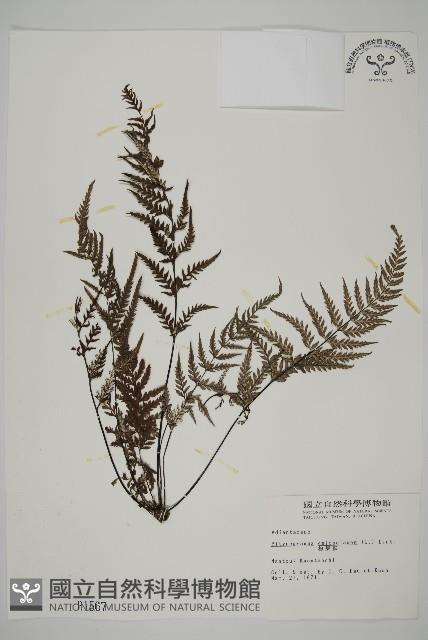 粉葉蕨藏品圖，第1張