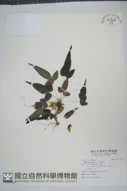 岩鳳尾蕨藏品圖，第1張