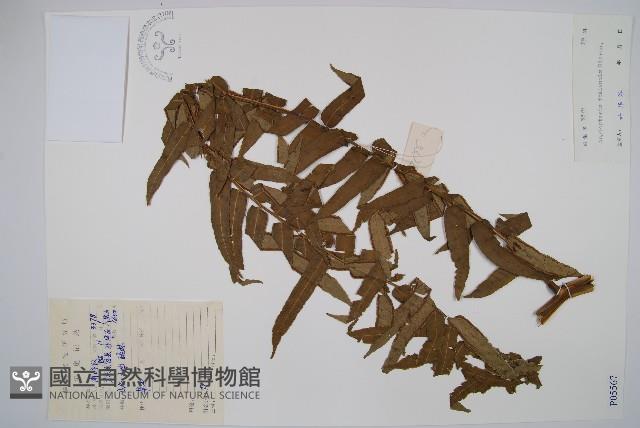 福建蓮座蕨藏品圖，第1張