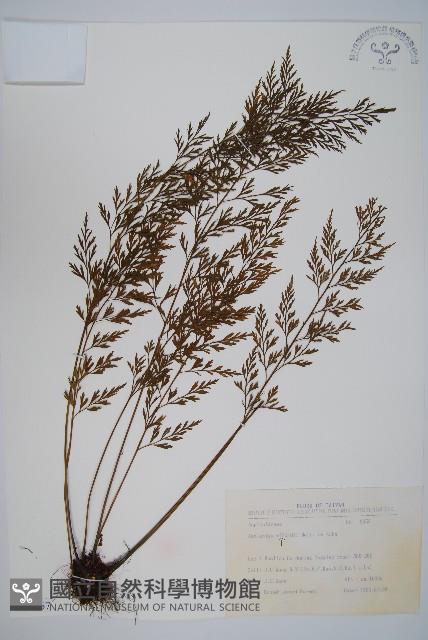 威氏鐵角蕨藏品圖，第1張