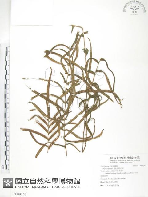 鱗蓋鳳尾蕨藏品圖，第1張