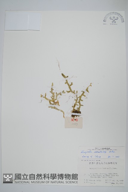 姬卷柏藏品圖，第1張