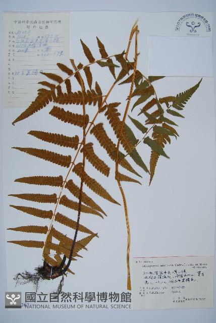 菜蕨藏品圖，第1張