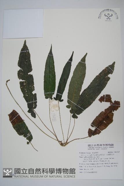 新月蕨、三葉新月蕨藏品圖，第1張