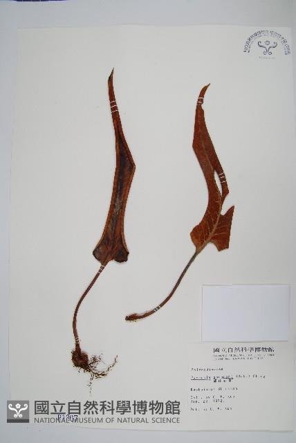 盧山石葦藏品圖，第1張