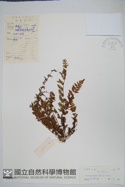 細葉碎米蕨藏品圖，第1張