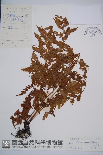 草綠短腸蕨藏品圖，第1張