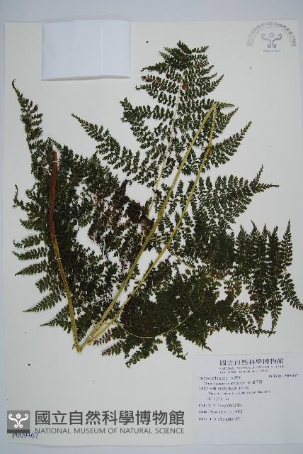 稀子蕨藏品圖，第1張