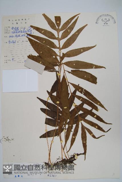 橢圓線蕨藏品圖，第1張