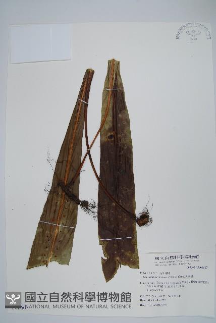 大星蕨藏品圖，第1張