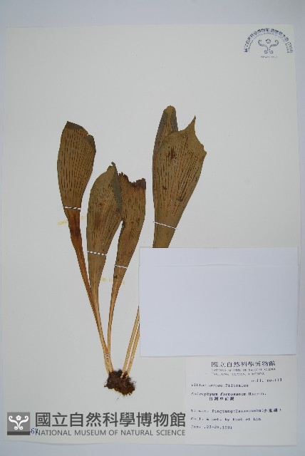 臺灣車前蕨藏品圖，第1張