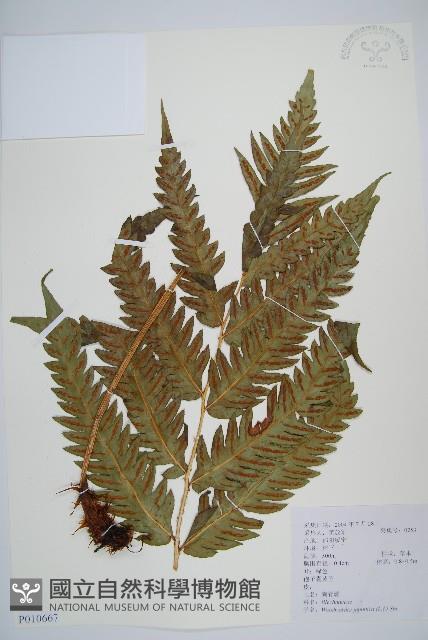 日本狗脊蕨藏品圖，第1張